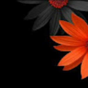 Meet your Posher, Ann